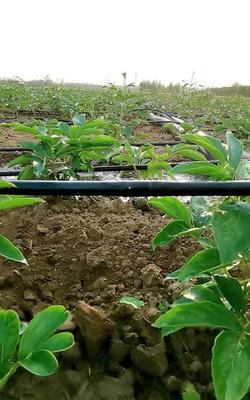 [滴灌管批發]山東菏澤鄄城縣水管 175.00元/件滴灌噴灌 內 _ 一畝田