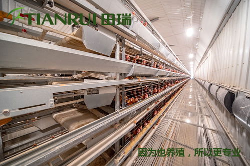 【重慶全自動蛋雞養殖設備特價批發田瑞牧業】- 