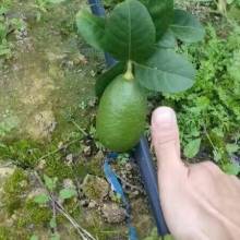 2018噴灌設備價格 報價 噴灌設備批發 第4頁 園林網