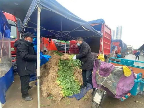 杭城菜價冰火兩重天 冬瓜大蔥價格飆升，噴灌設備迎來銷售良機