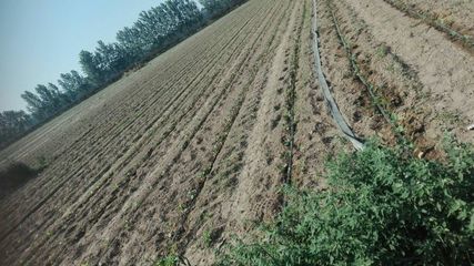 河南周口扶溝縣微噴帶批發 高性價比滴灌噴灌解決方案